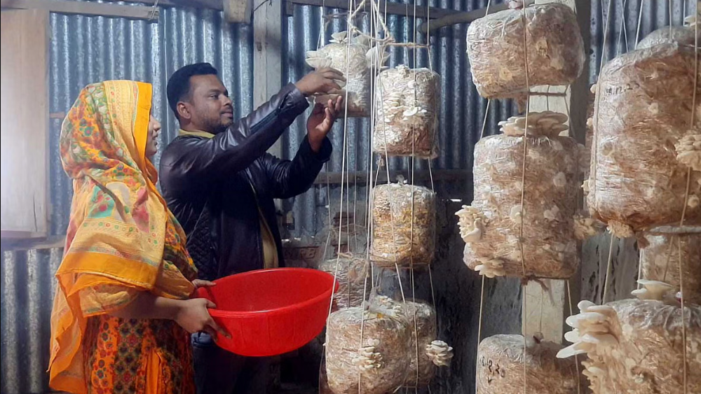 mushroom farming